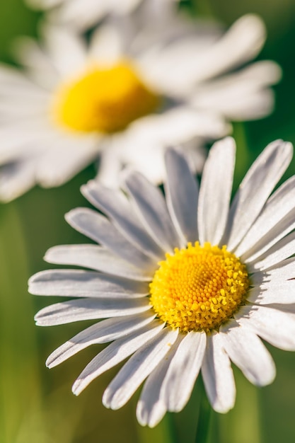 Meadow Daisy Flower at Sunny Day