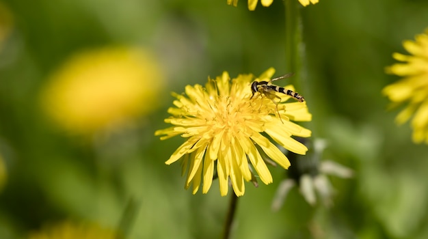 meadow dandelion flowers, nature background