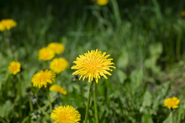 牧草地のタンポポの花、自然の背景