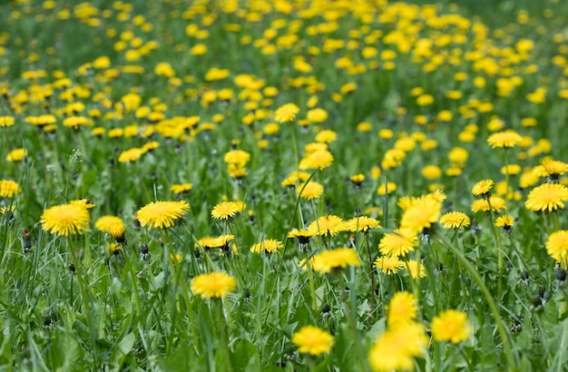 meadow dandelion flowers, nature background