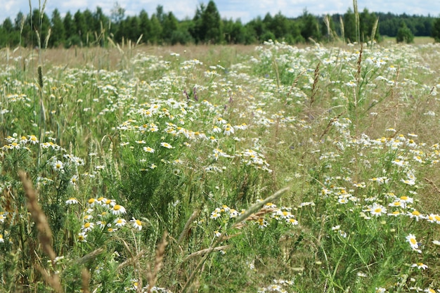 牧草地、ヒナギクと緑の草のあるフィールド、夏の背景