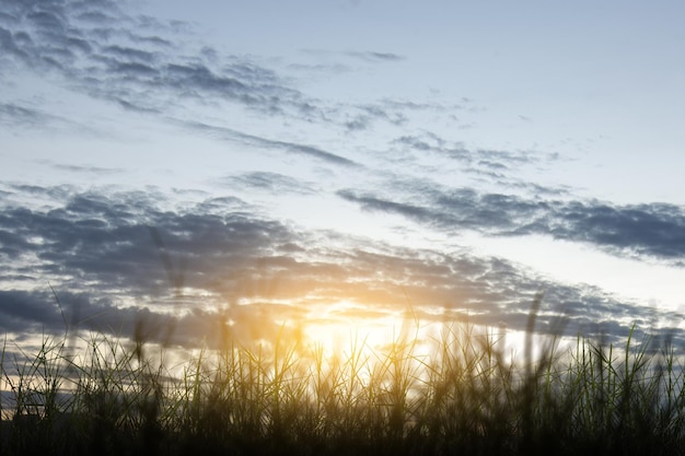 Campo di prato con uno sfondo di cielo all'alba