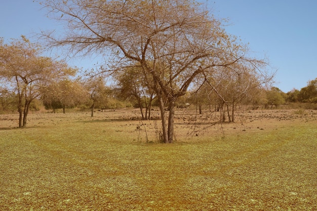 Meadow field with trees