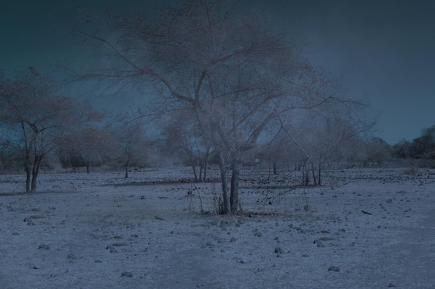 Meadow field with trees