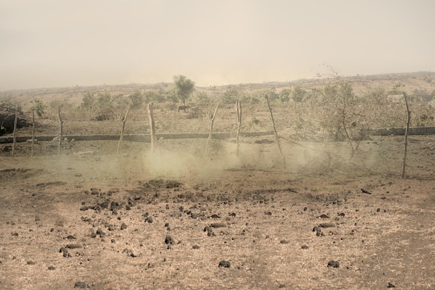 Campo di prato con alberi