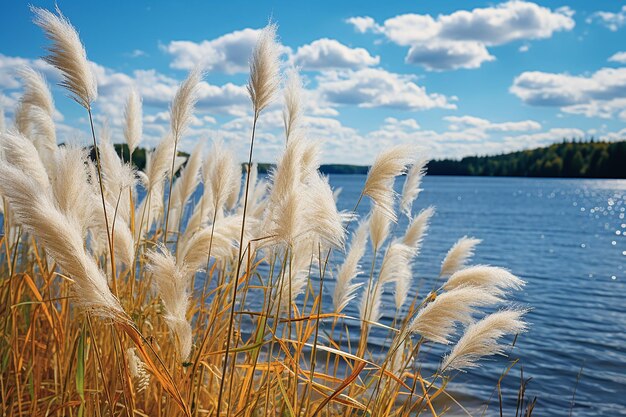 meadow flower river peaceful landscape background