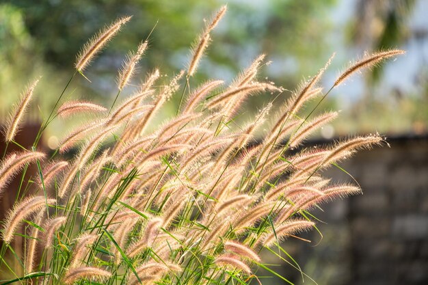 Meadow flower yellow gold blow