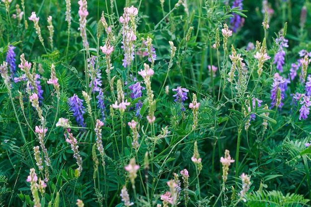 Meadow flowers are pink and blue Sage peas exparcet Beautiful green grass Wild nature Spring and summer landscape