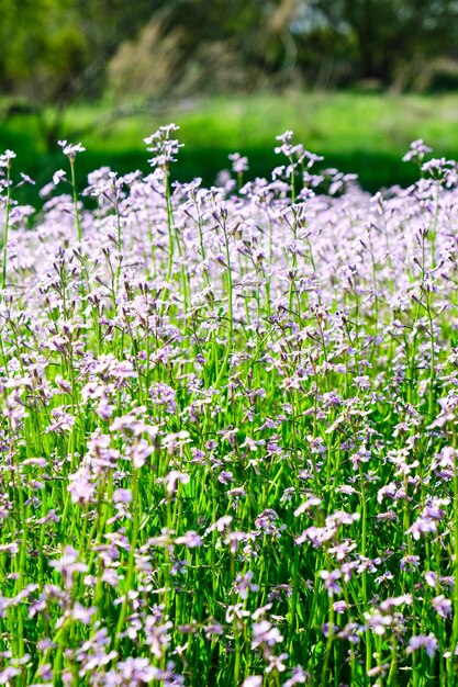 Meadow flowers, beautiful nature Sunny day.