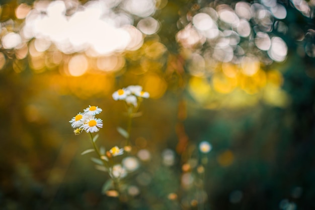 Meadow flowers in early sunny fresh morning. Vintage autumn landscape, blurred forest background