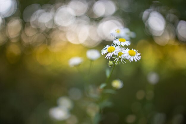 Meadow flowers in early sunny fresh morning. Vintage autumn landscape, blurred forest background