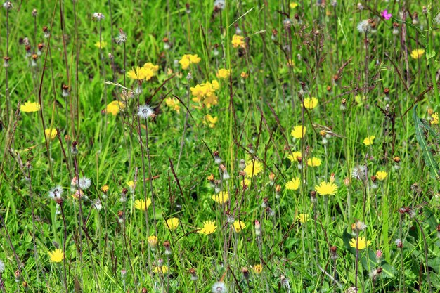 잔디 잔디에서 Galium verum Sonchus arvensis의 풀 꽃과 dandelions