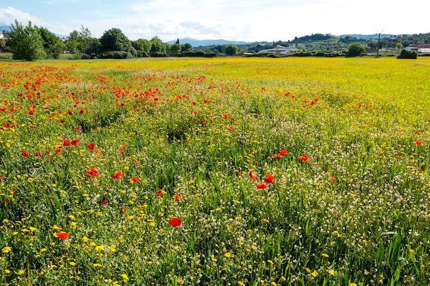 A meadow full of pretty red poppies and lovely yellow daisies during spring