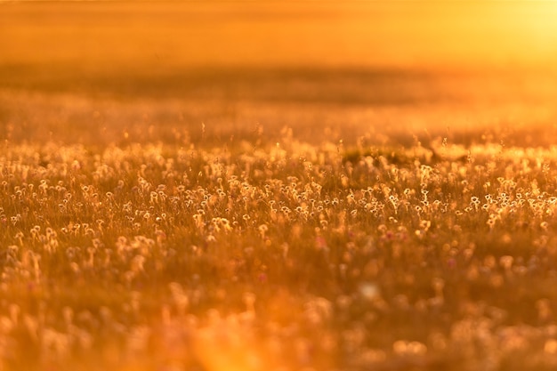 Foto prato nella luce dorata del tramonto