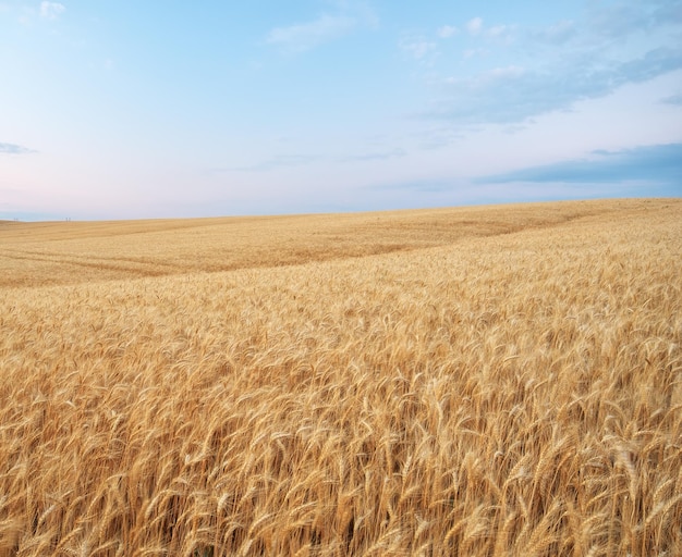 Meadow of golden wheat