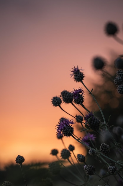 写真 ピンクの夕日の光の中の草原の草