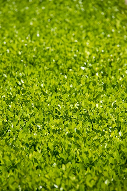 朝日の牧草地