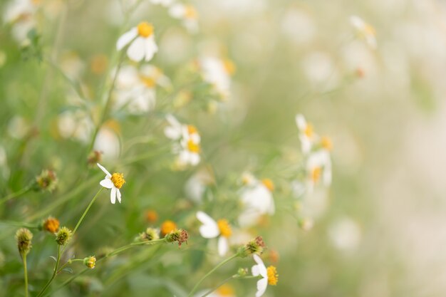 Meadow grass in nature 