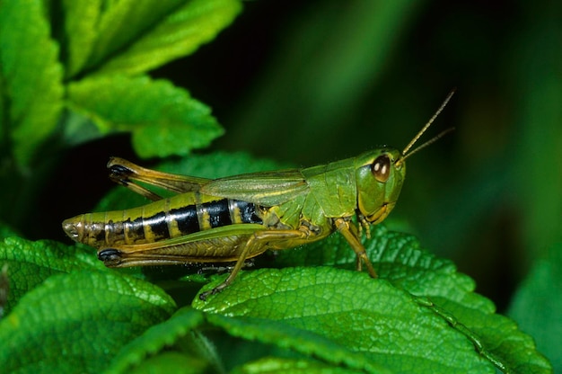 Meadow Grasshopper Chorthippus parallelus female