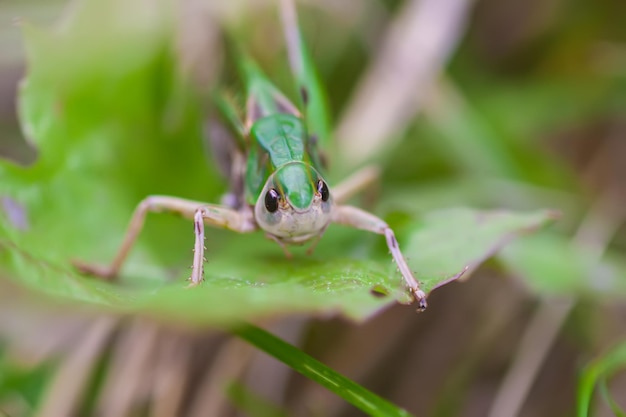 Photo meadow grasshopper on the plants close up