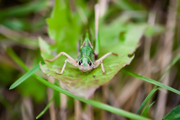 Photo meadow grasshopper on the plants close up