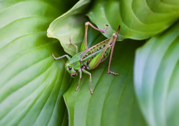 Photo meadow grasshopper on the plants close up