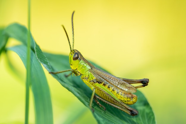 Meadow grasshopper sitting on a green leaf