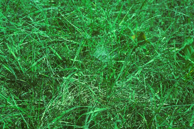 Meadow green grass with drops of dew