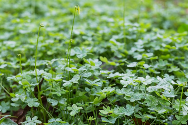 露と緑の植物の牧草地