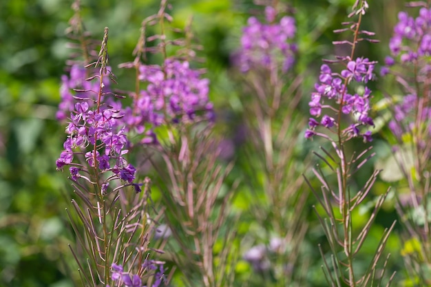 meadow herbs ivan-tea, sweet clover and thistle growing in the field