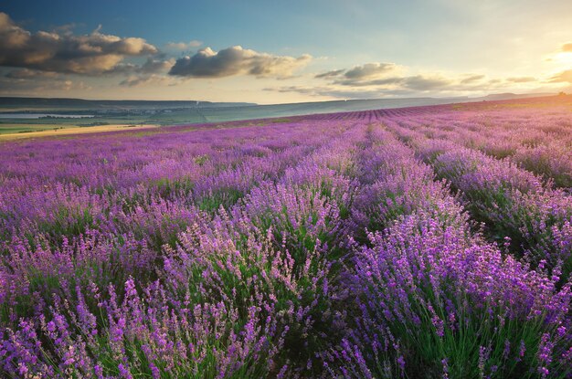 Meadow of lavender Nature composition