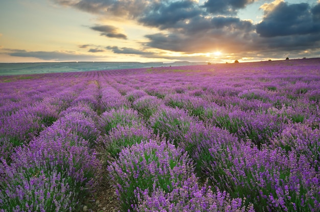 Meadow of lavender Nature composition