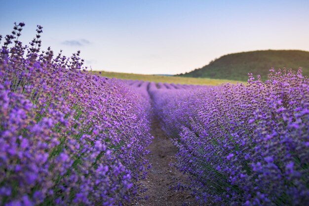 夕暮れ時のラベンダーの草原、自然の組成