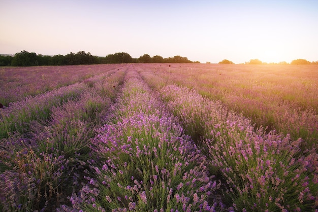 Meadow of lavender at sunset