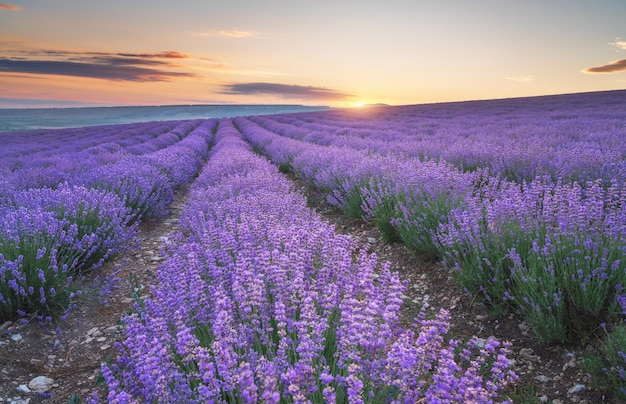 Prato di lavanda al tramonto