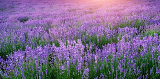 Meadow of lavender texture at sunset Nature landscape composition