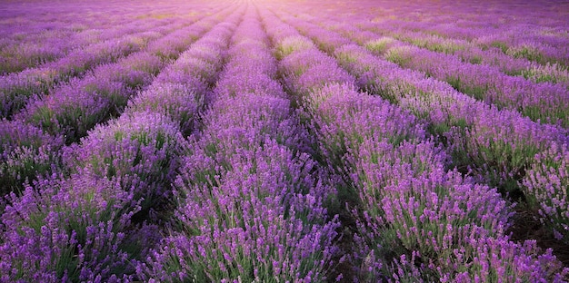 Meadow of lavender texture