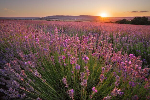 Meadow of lavender