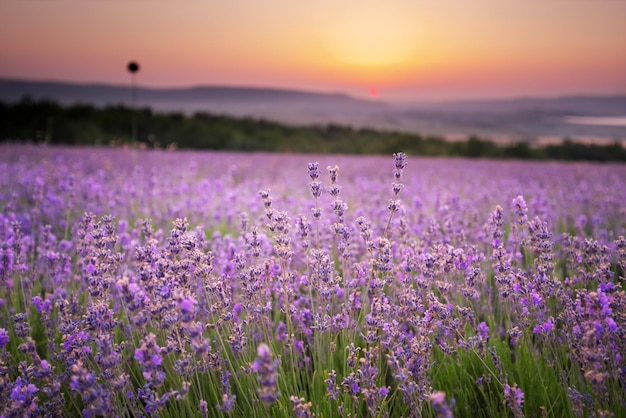 Meadow of lavender