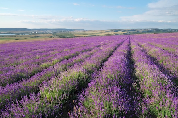 Meadow of lavender