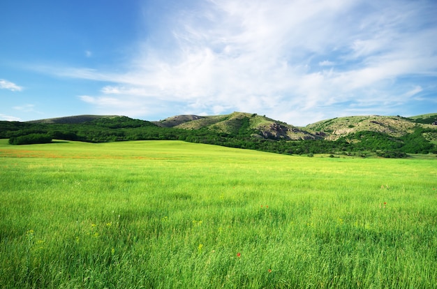 Meadow in mountain