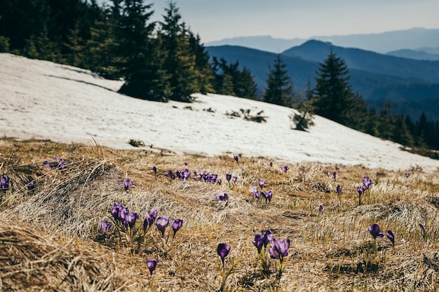 Meadow in the mountains with crocus flowers thaw spring