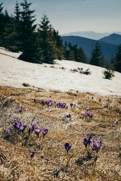 Meadow in the mountains with crocus flowers thaw spring