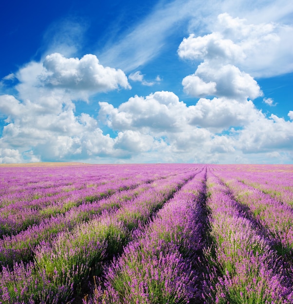 Meadow in the nature