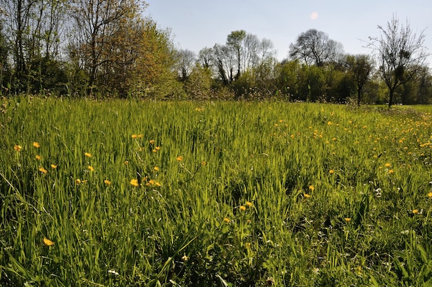 A meadow in Normandy in spring