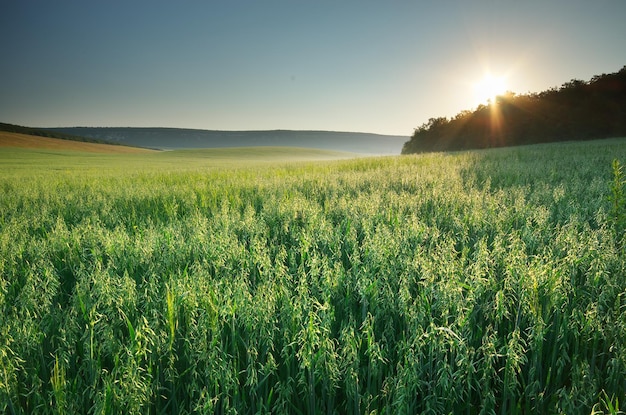 オーツ麦の牧草地。自然の構成。