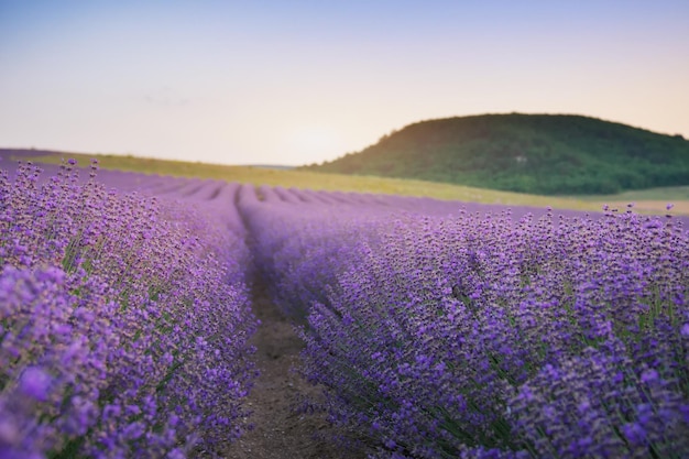 写真 夕暮れのラベンダの草原 自然の構成