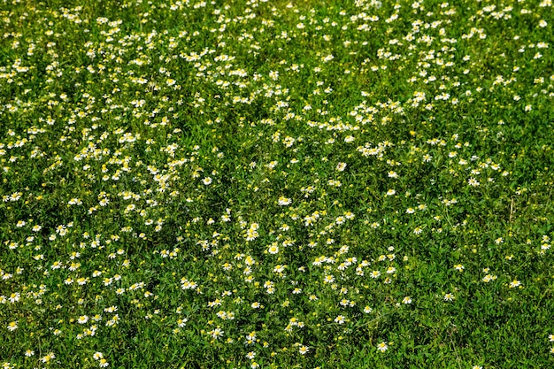 Meadow of officinal camomile flowers (Matricaria chamomilla). Natural background