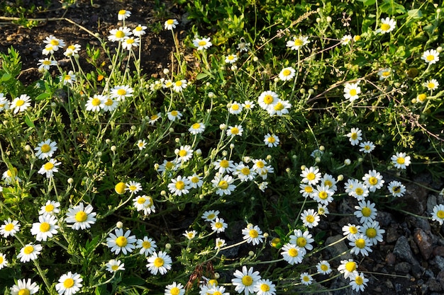 Meadow of officinal camomile flowers (Matricaria chamomilla)