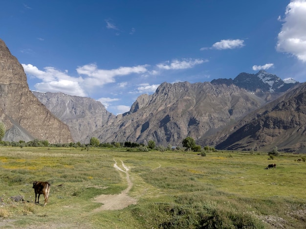 The meadow in the Pamir foothills